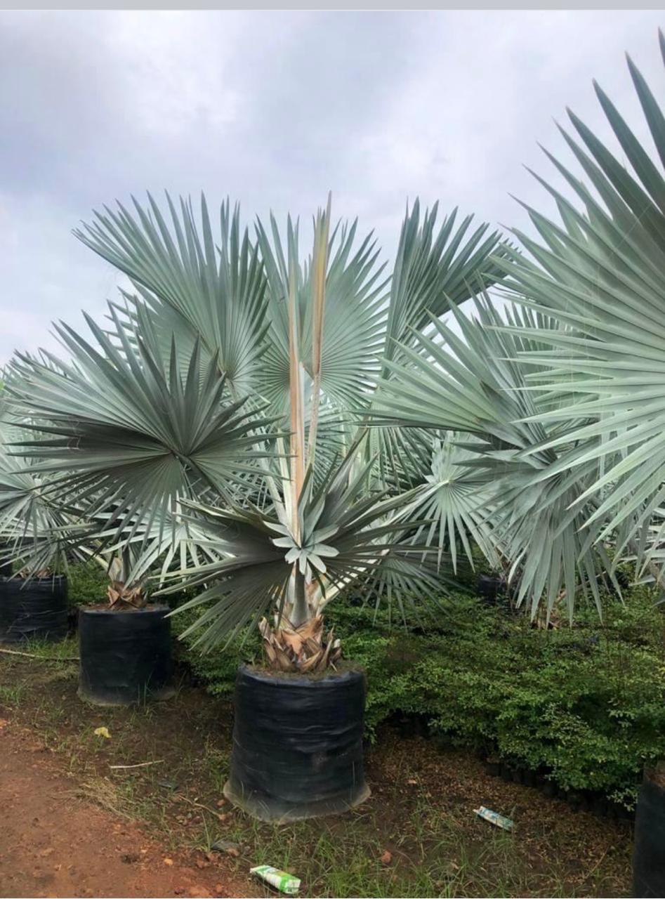 Exotic plants by Total Green Solutions